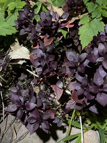 Alternanthera brasiliana observed 2024-04-29