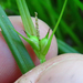 Carex jamesii - Photo (c) Rob Curtis,  זכויות יוצרים חלקיות (CC BY-NC-SA), הועלה על ידי Rob Curtis