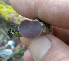 Geoscypha violacea