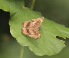 Laringa castelnaui