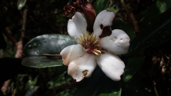 Blakea quadrangularis