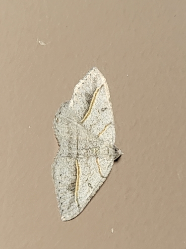Dark-bordered Granite photo 5