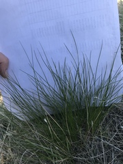 Festuca idahoensis
