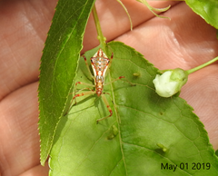 Epidaus tuberosus
