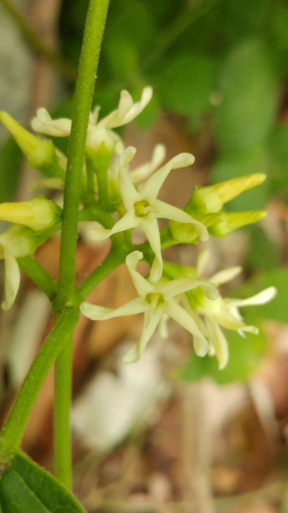 Ruehssia pringlei