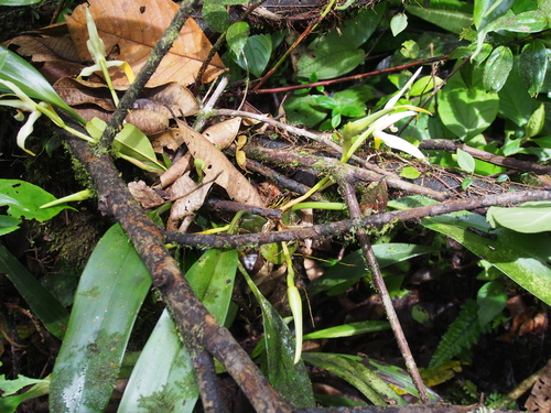Maxillaria endresii, photograph 2