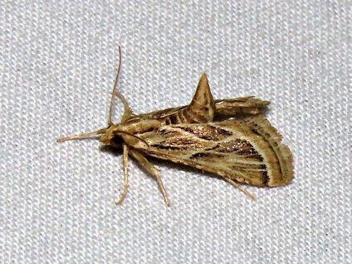 Loryma sentiusalis
