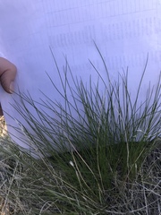 Festuca idahoensis