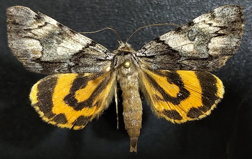 Charming Underwing photo 5