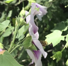 Malva subovata