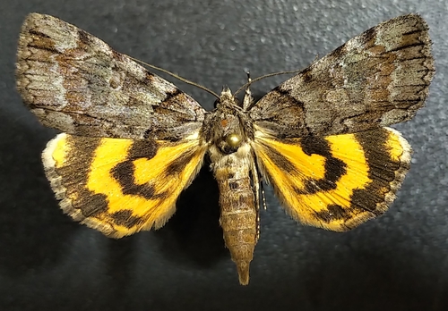 Praeclara Underwing Moth photo 3