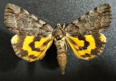 Catocala praeclara
