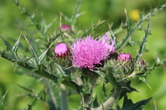 Cirsium japonicum australe