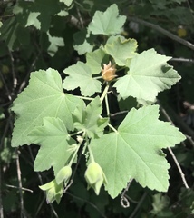Malva subovata