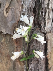 Penstemon arkansanus