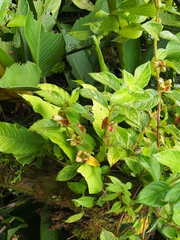 Drymonia alloplectoides