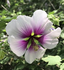Malva subovata
