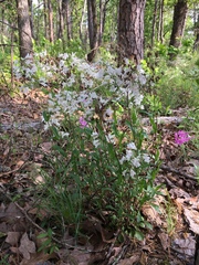 Penstemon arkansanus