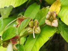 Drymonia alloplectoides