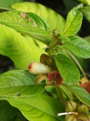 Drymonia alloplectoides
