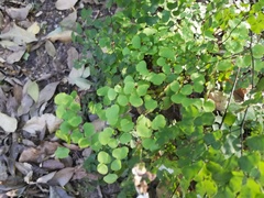 Adiantum tricholepis