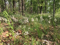 Penstemon arkansanus