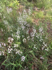 Penstemon arkansanus