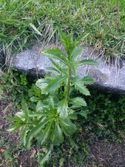 Senecio glastifolius