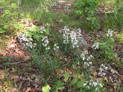 Penstemon arkansanus