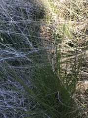 Festuca idahoensis