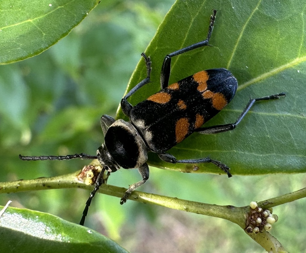 Megacyllene mellyi