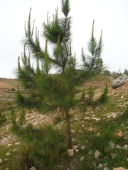 Pinus occidentalis