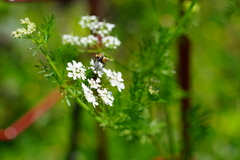 Bifora americana