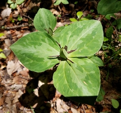 Trillium stamineum