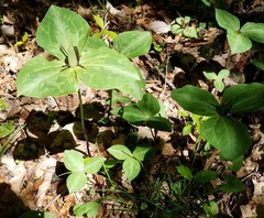 Trillium stamineum