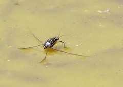 Trepobates subnitidus