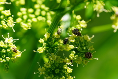 Petroselinum crispum