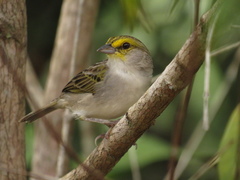 Ammodramus aurifrons