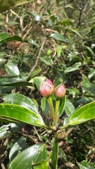 Blakea quadrangularis