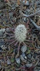 Pedicularis lanata