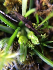 Pauridia glabella glabella