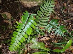 Asplenium listeri