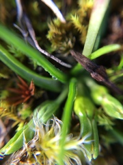 Pauridia glabella glabella