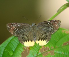 Mooreana trichoneura