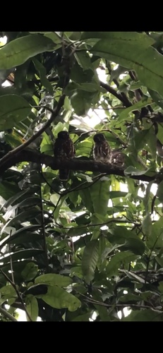 Ninox scutulata