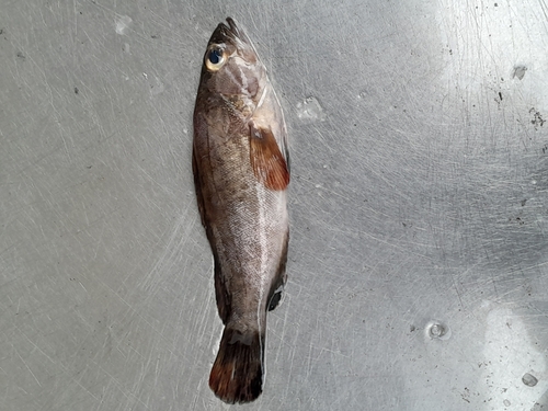 White Grouper