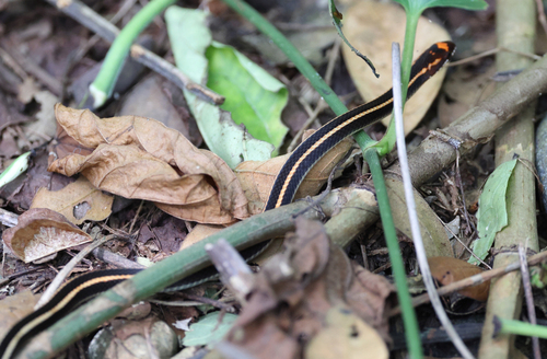 White-striped Snake