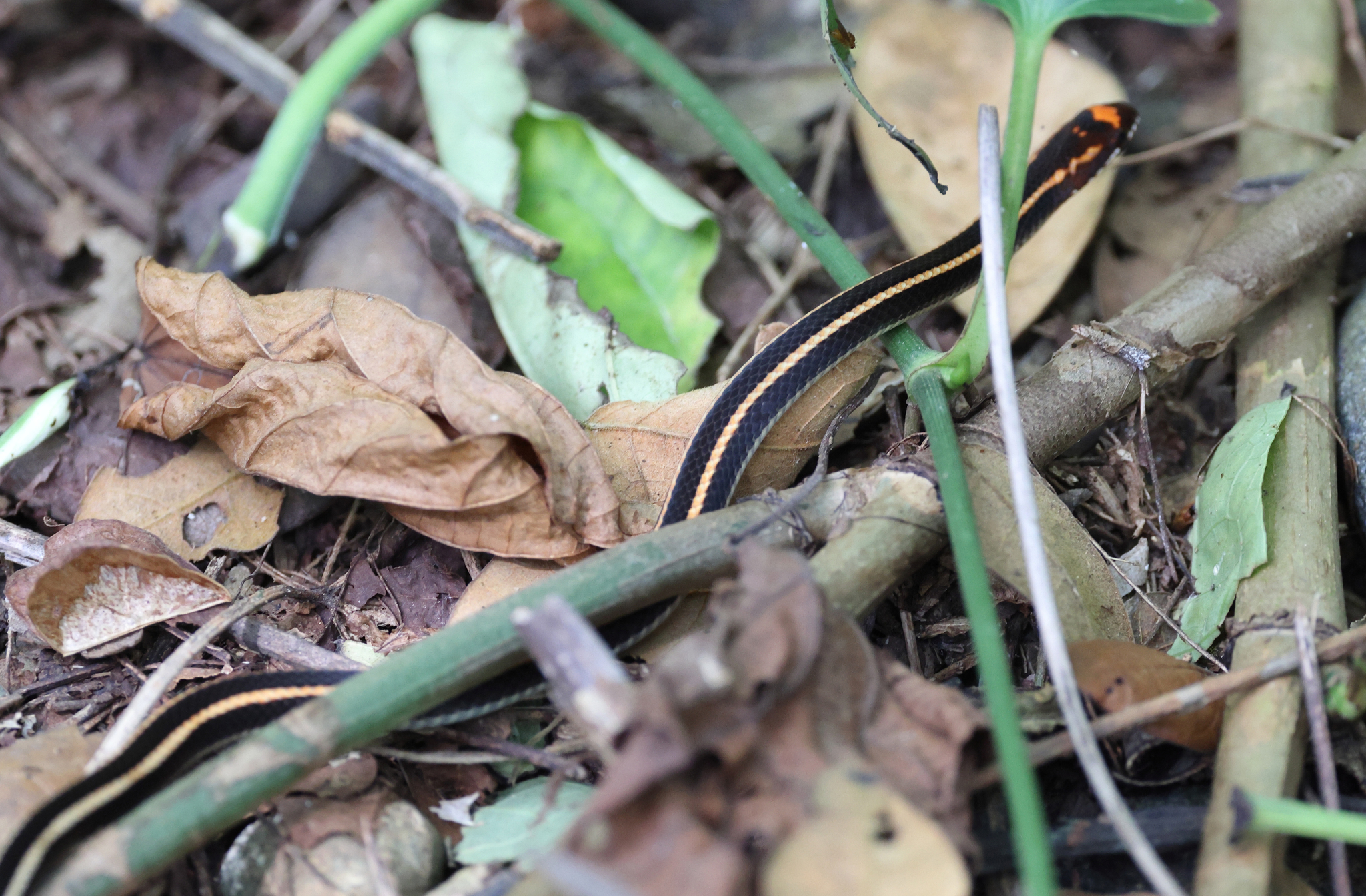 White-Striped Snake photo 3