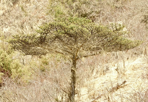 Bhutan fir (Abies densa)