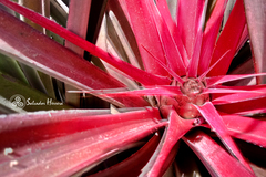 Bromelia karatas